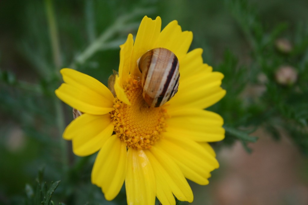 Fiori sul mare-Isola Capo Rizzuto (Crotone)